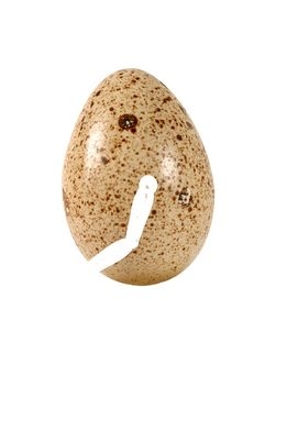 Creation of Danger for an Egg??: Step 2